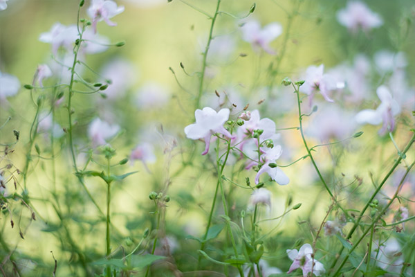 weiße blüten auf einer Wiese