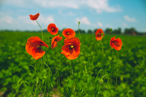 Mohnblumen im Sommer